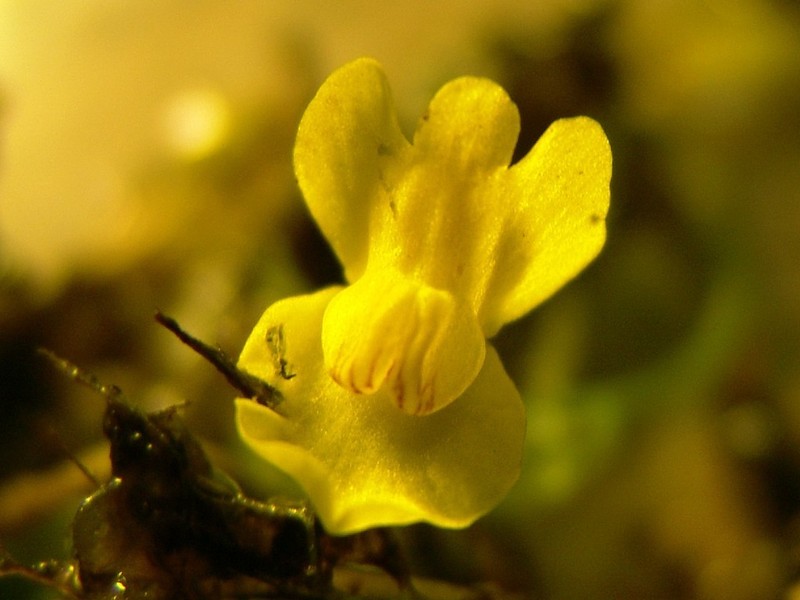 Utricularia perversa photo 2