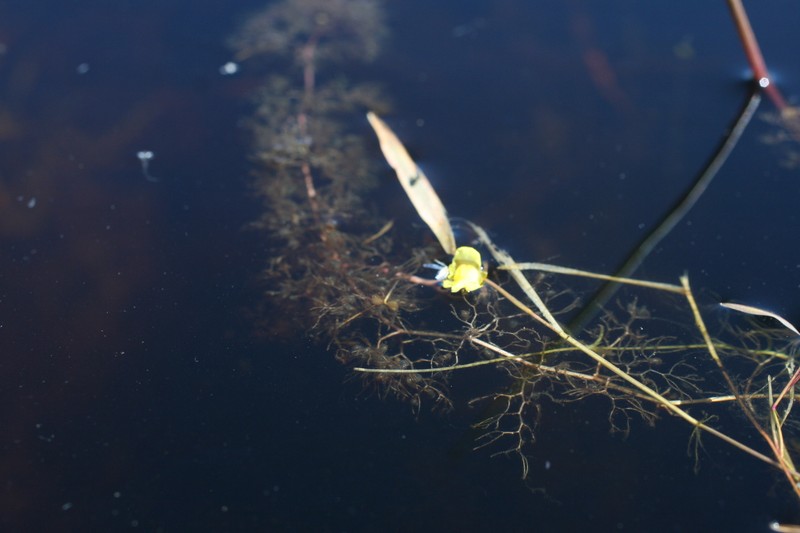 Utricularia perversa photo 3