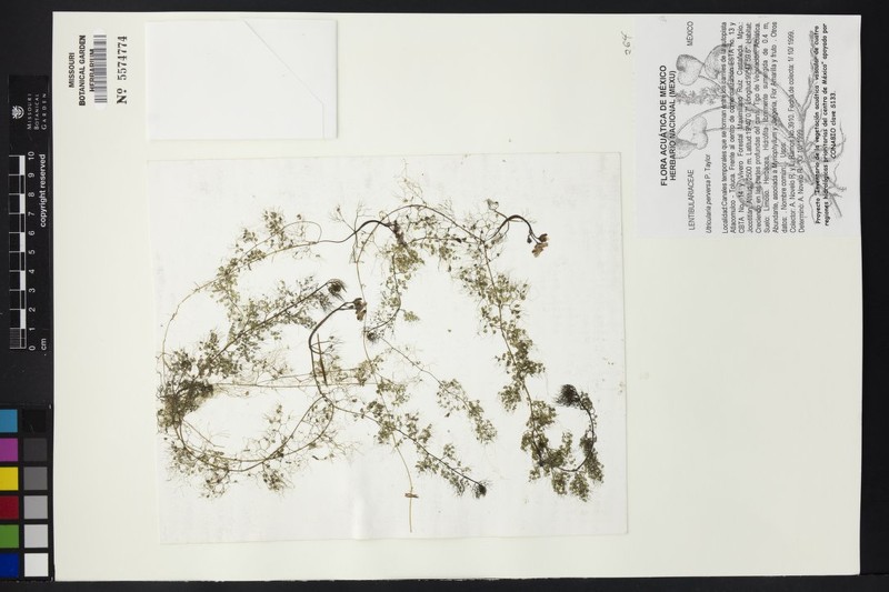 Utricularia perversa photo 5