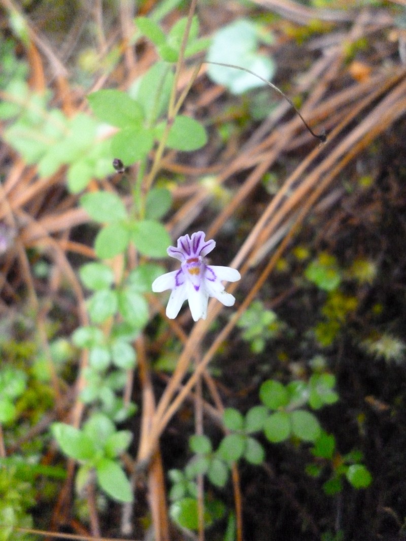 Utricularia petersoniae photo 2