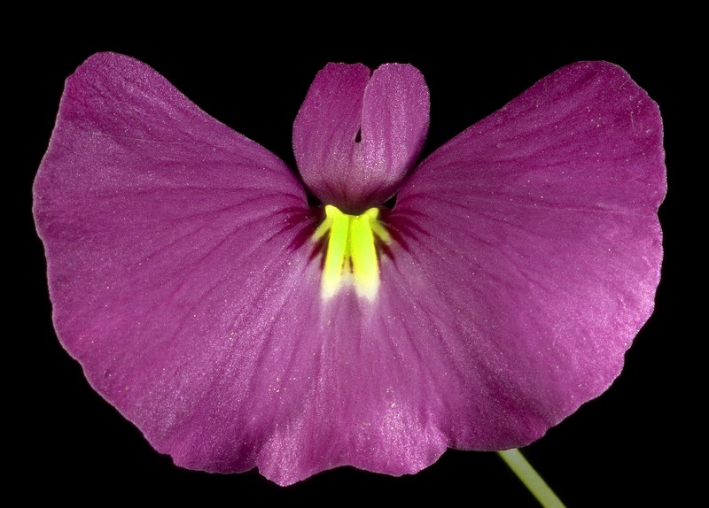 Utricularia petertaylorii