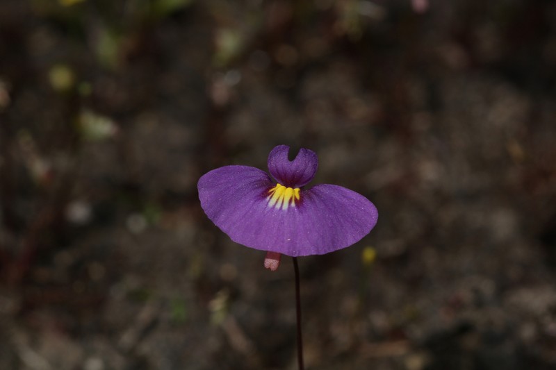 Utricularia petertaylorii photo 2