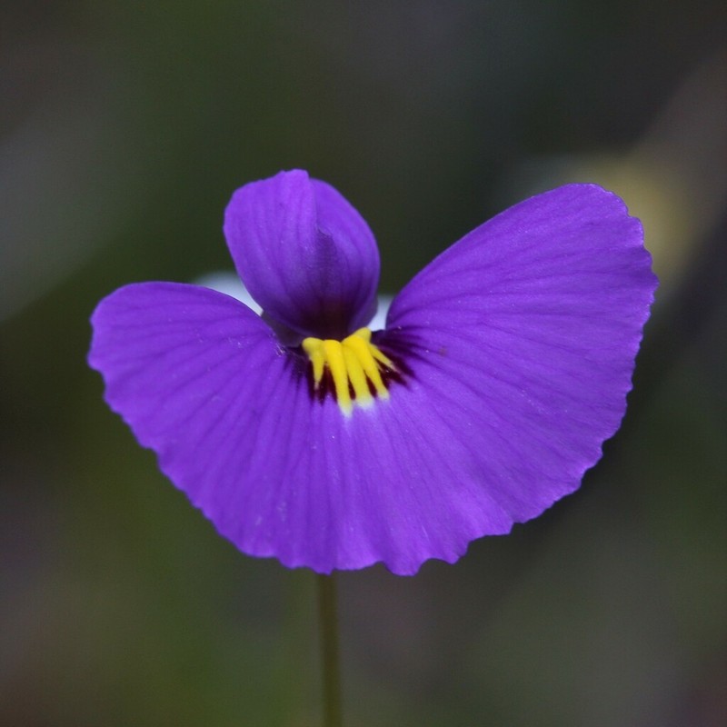 Utricularia petertaylorii photo 3