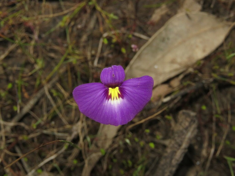 Utricularia petertaylorii photo 4