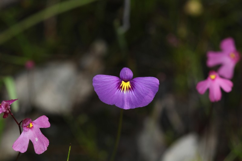Utricularia petertaylorii photo 5