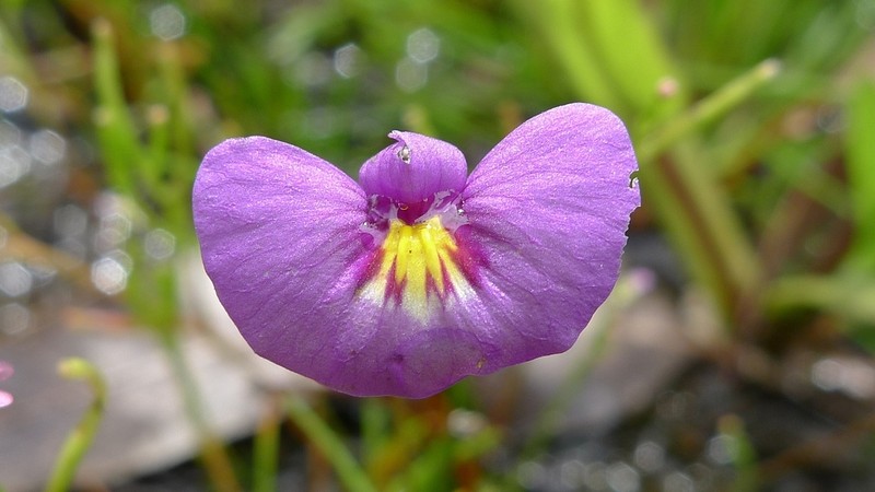 Utricularia petertaylorii photo 6