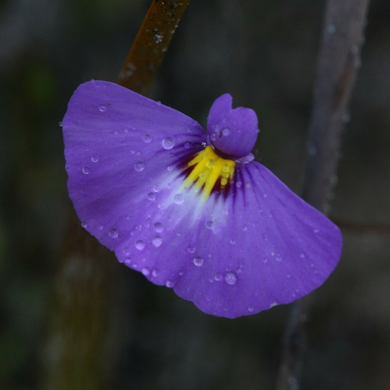 Utricularia petertaylorii photo 7