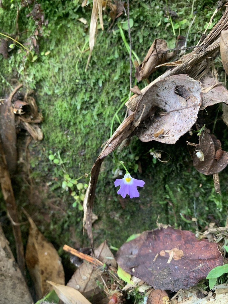 Utricularia phusoidaoensis photo 2
