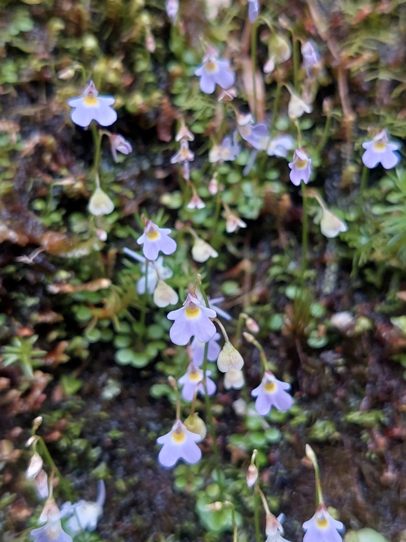 Utricularia phusoidaoensis photo 3