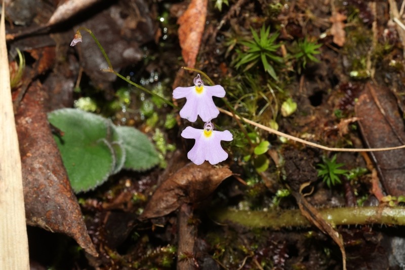 Utricularia phusoidaoensis photo 4