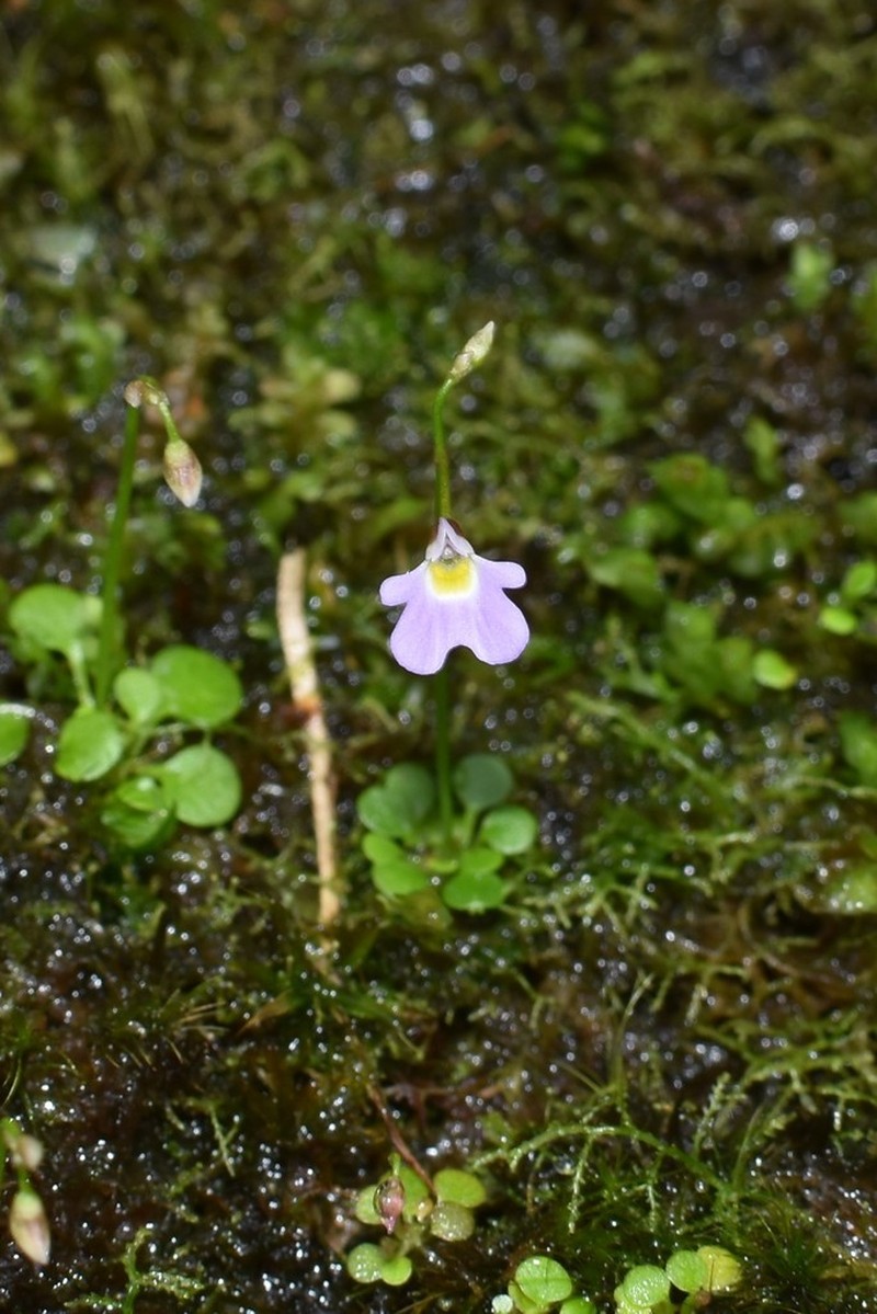 Utricularia phusoidaoensis photo 5
