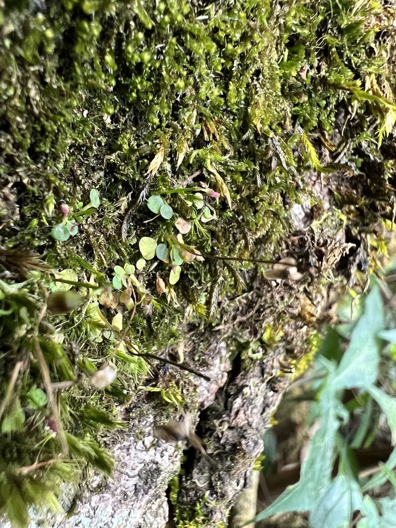 Utricularia phusoidaoensis photo 6