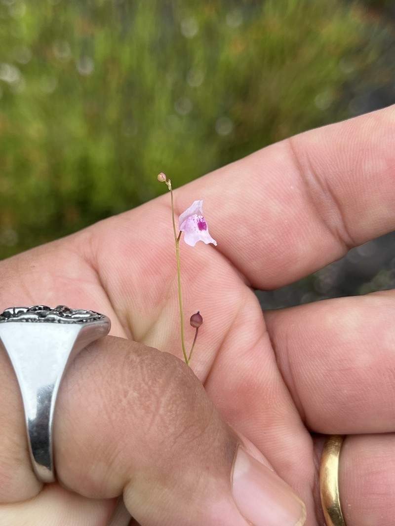 Utricularia physoceras