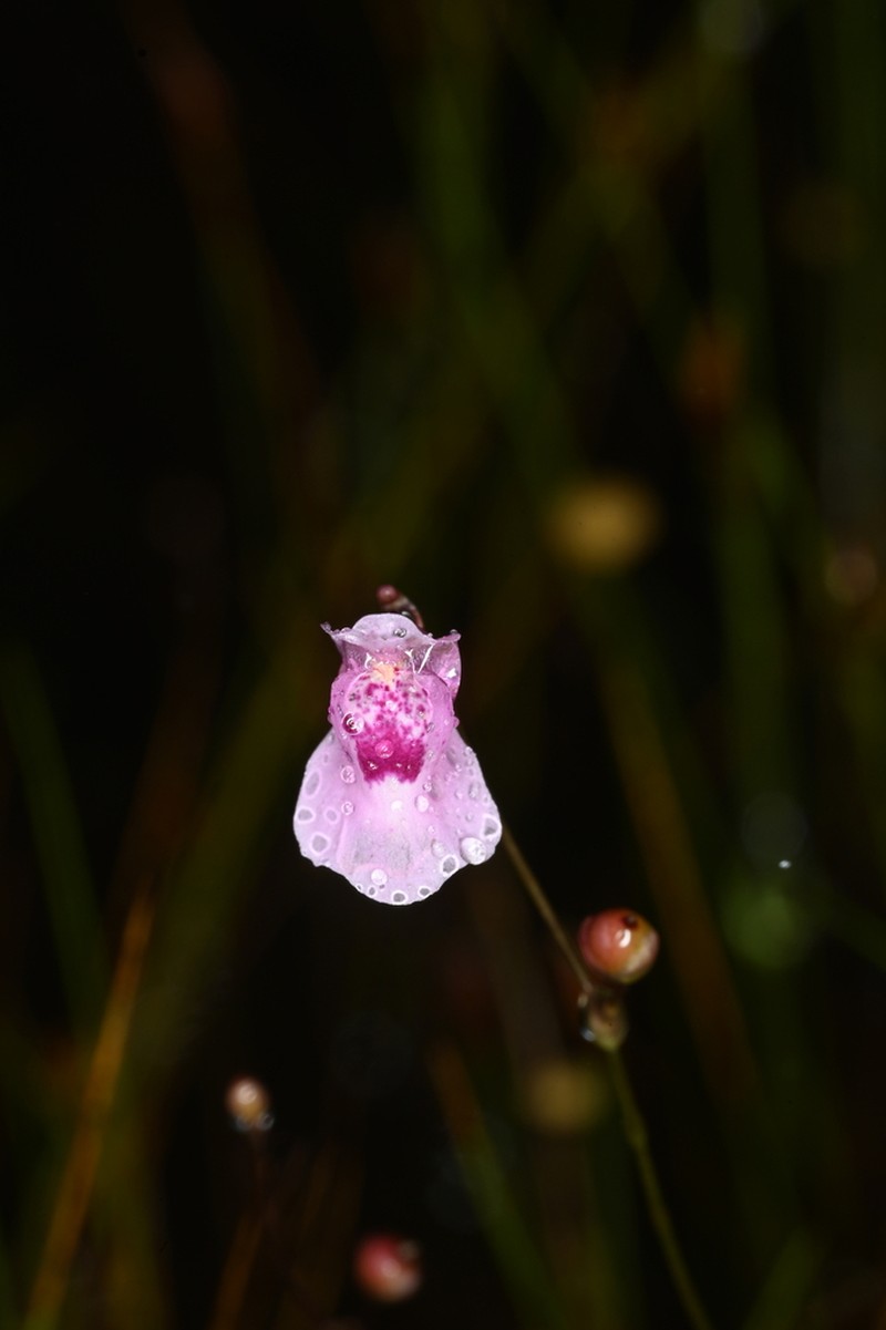 Utricularia physoceras photo 2