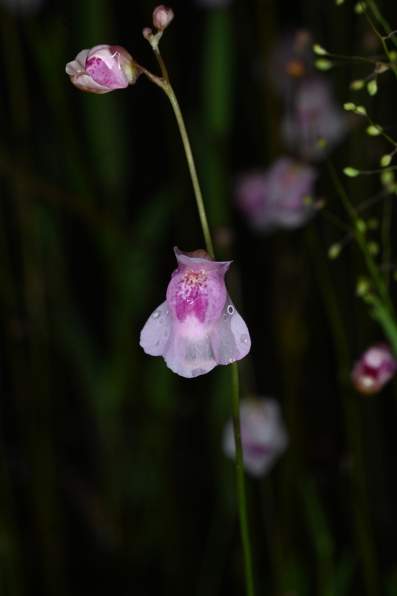 Utricularia physoceras photo 3