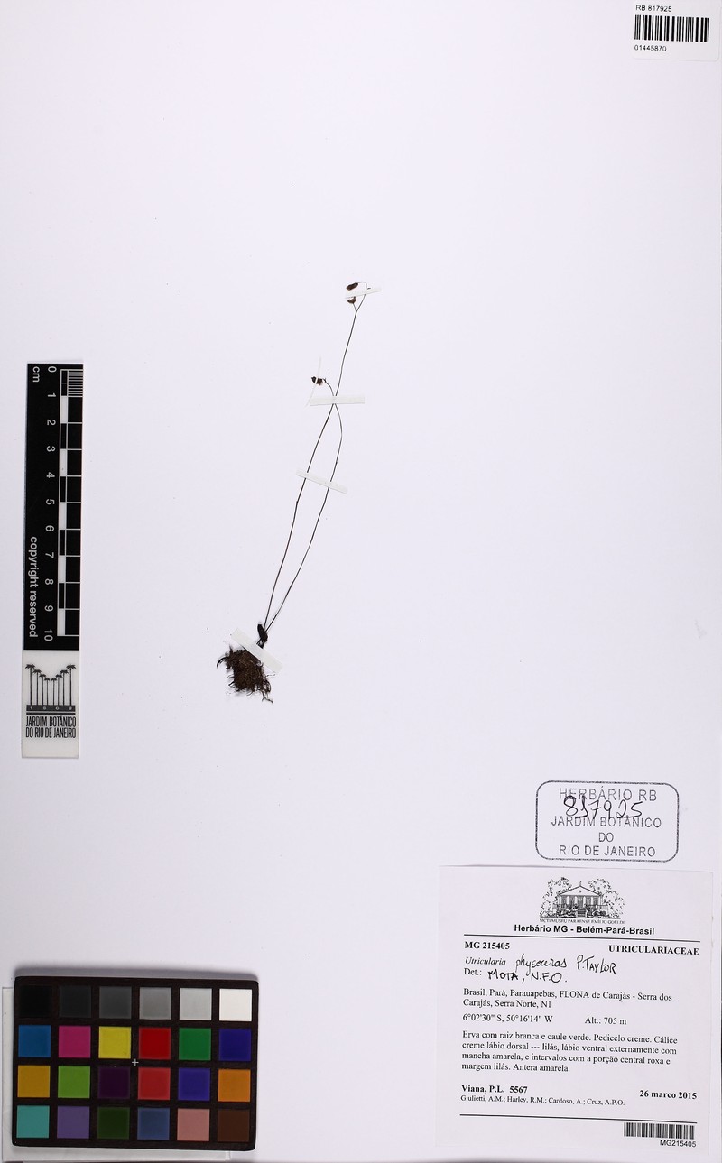 Utricularia physoceras photo 5