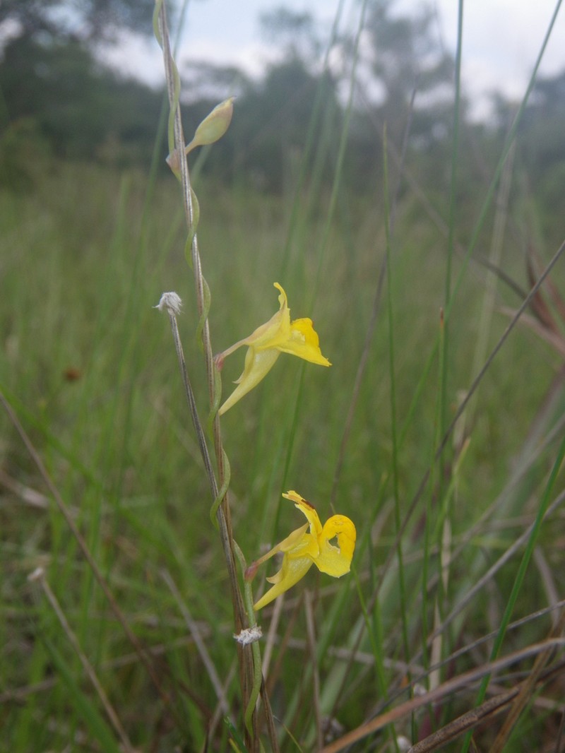 Utricularia pierrei photo 2
