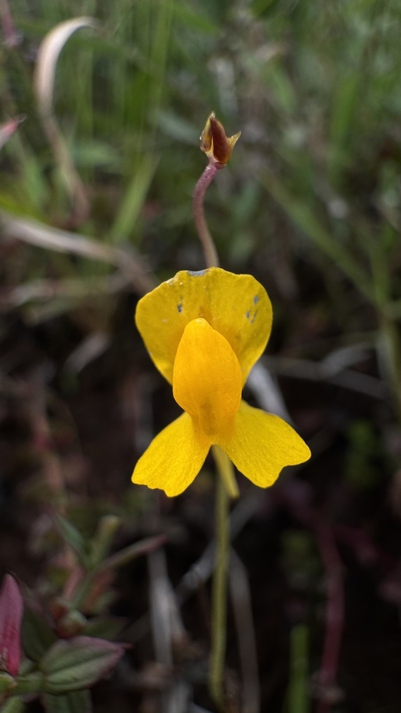 Utricularia pierrei photo 3