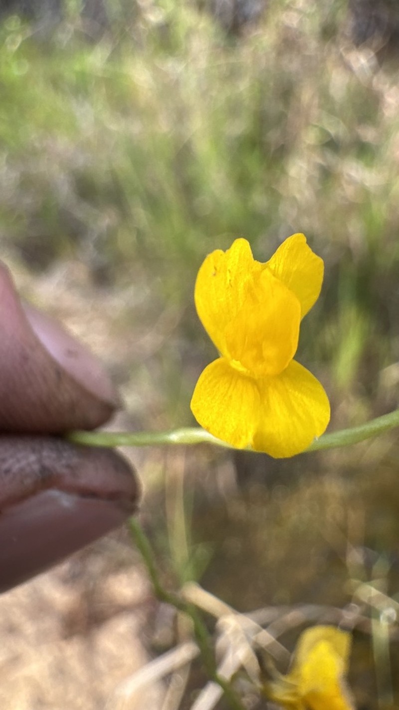 Utricularia pierrei photo 4