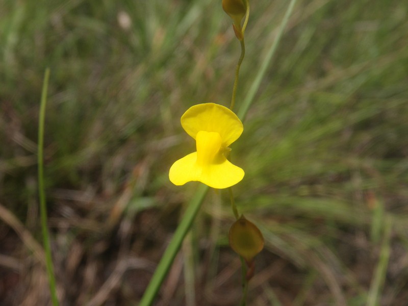Utricularia pierrei photo 5