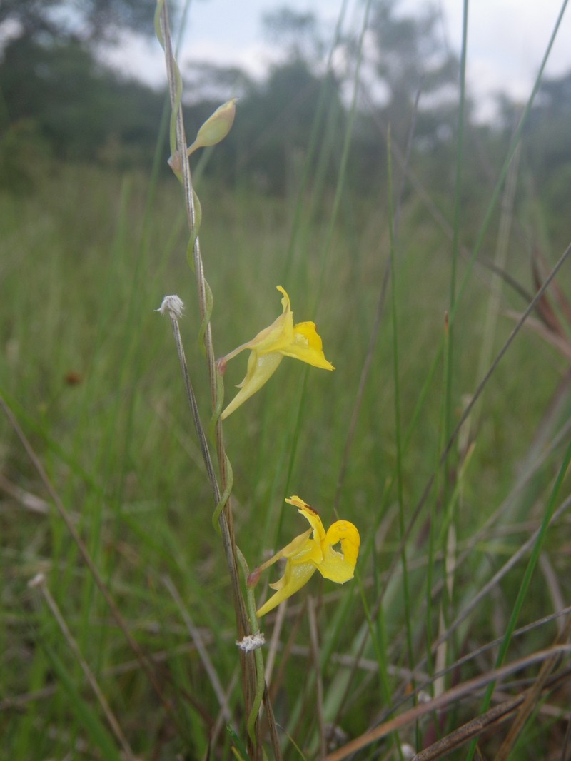 Utricularia pierrei photo 6