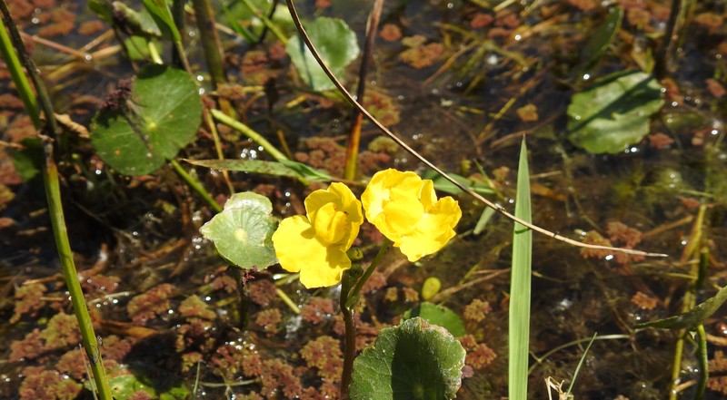 Utricularia platensis