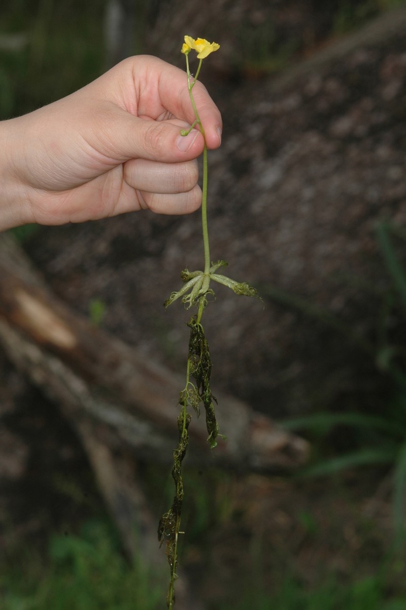 Utricularia platensis photo 2