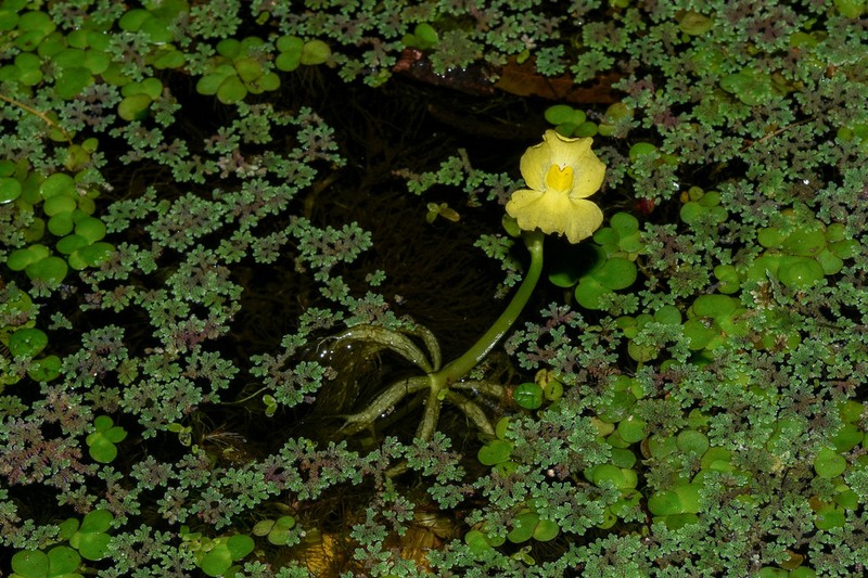 Utricularia platensis photo 3