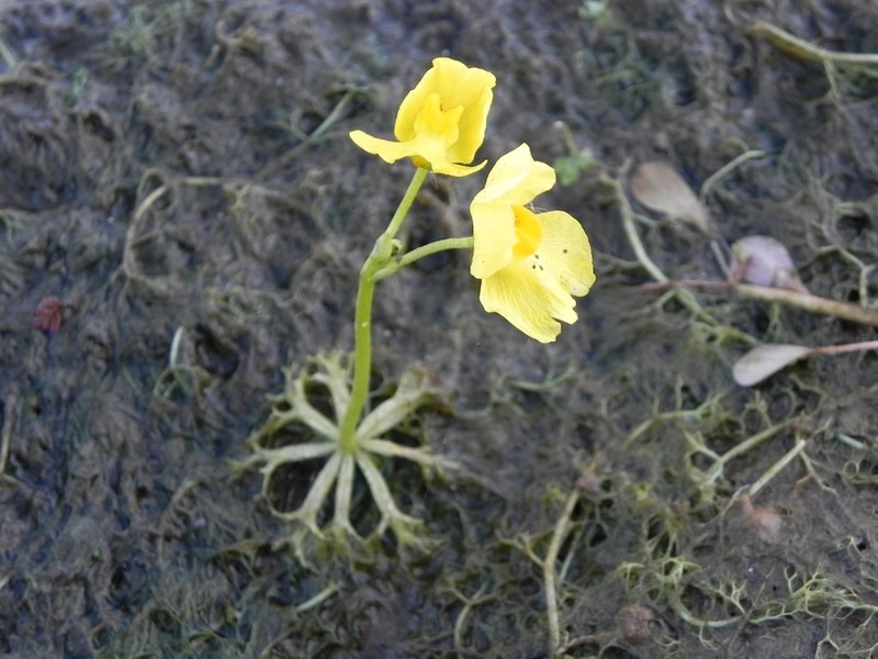 Utricularia platensis photo 4
