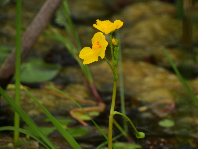 Utricularia platensis photo 5