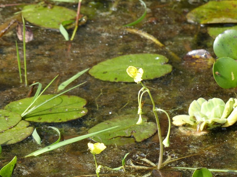 Utricularia platensis photo 6