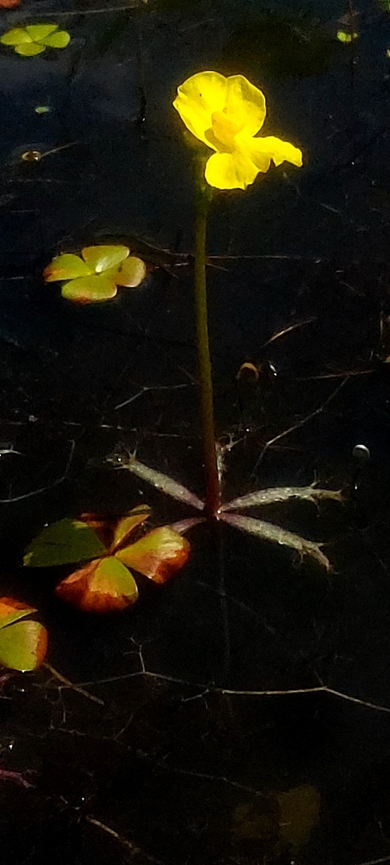 Utricularia platensis photo 7