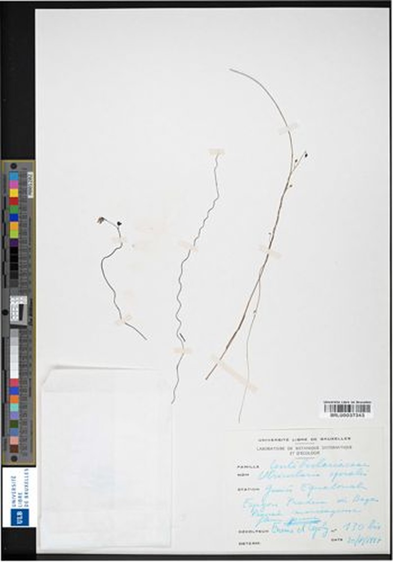Utricularia pobeguinii