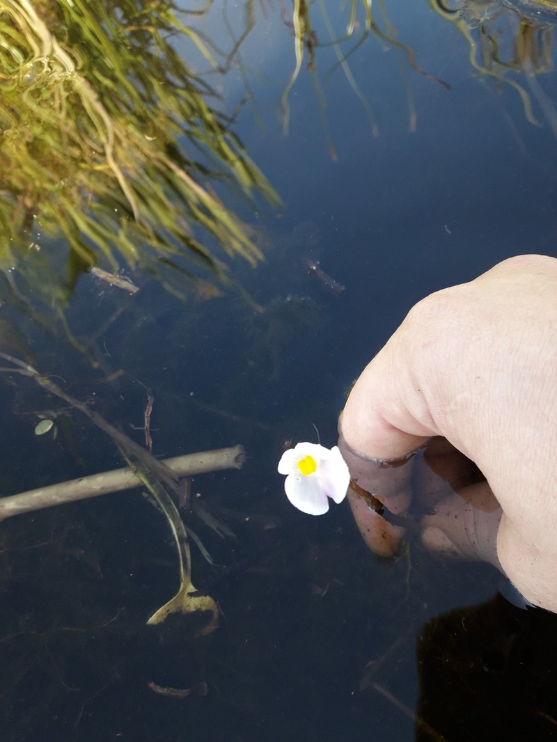 Utricularia poconensis