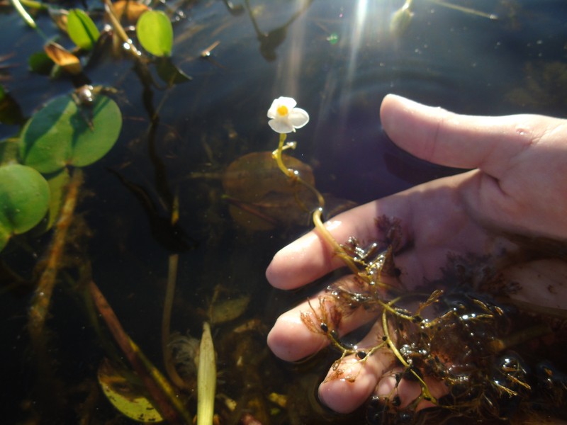 Utricularia poconensis photo 3