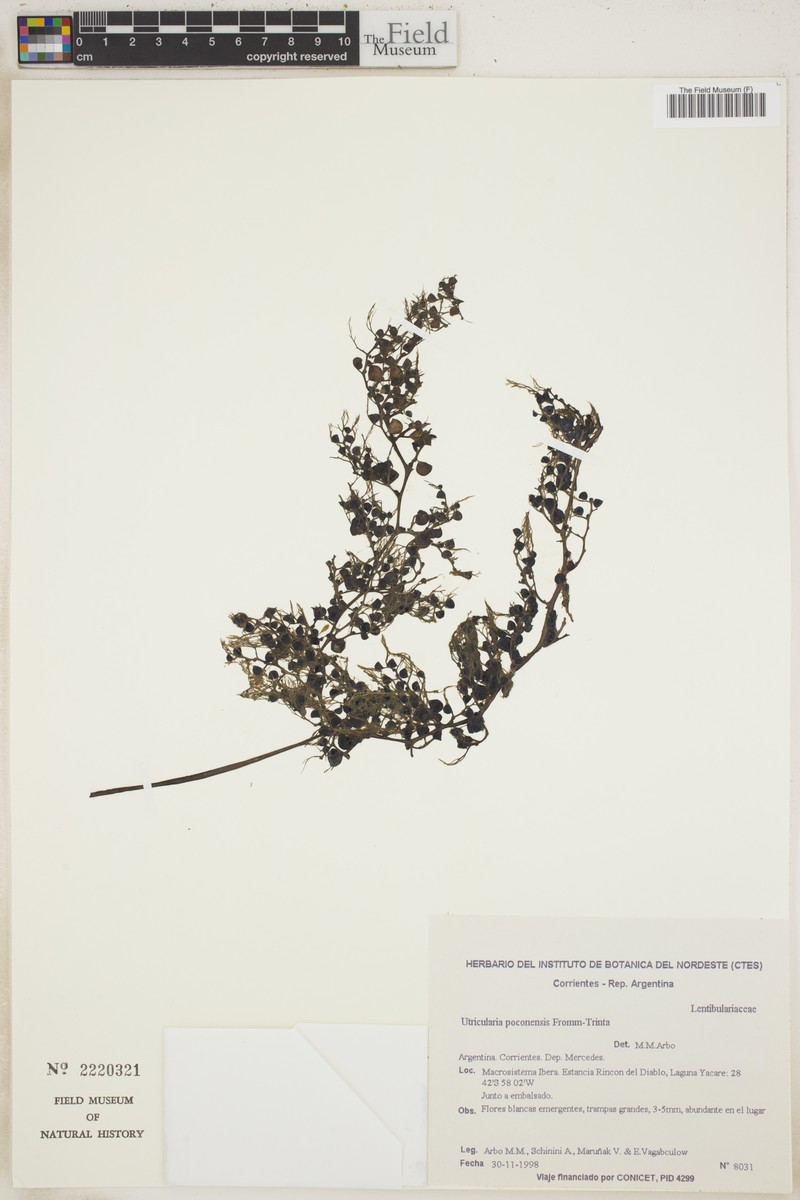 Utricularia poconensis photo 6