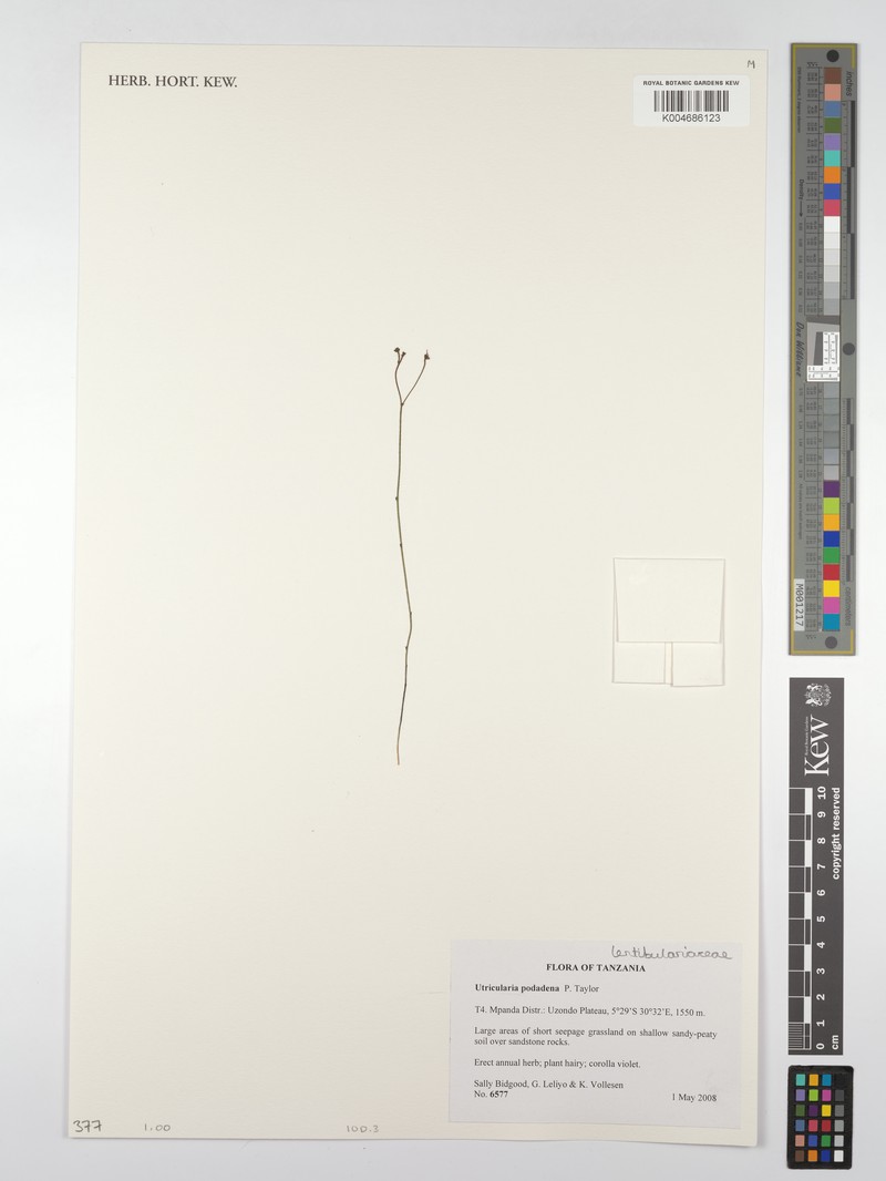 Utricularia podadena