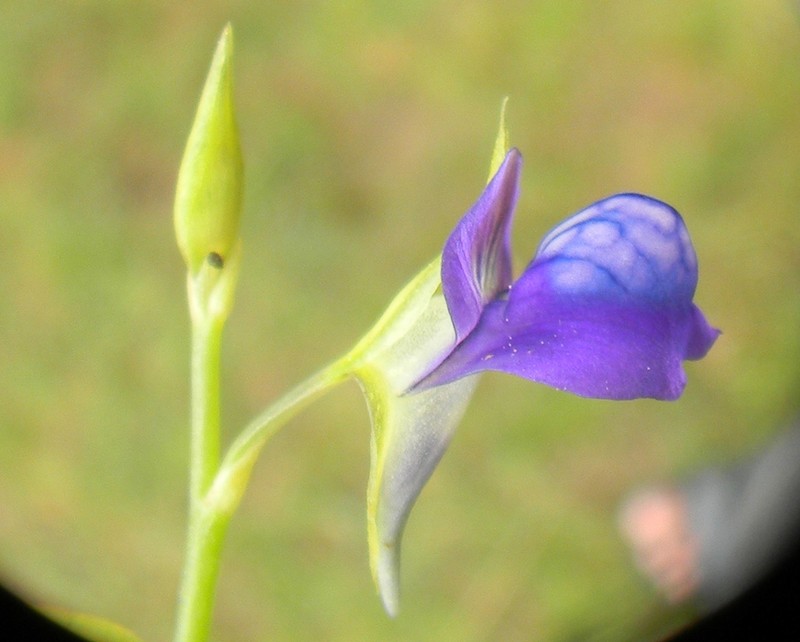 Utricularia polygaloides