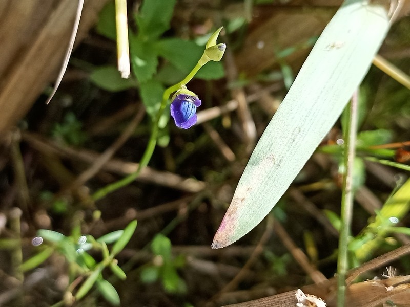 Utricularia polygaloides photo 2