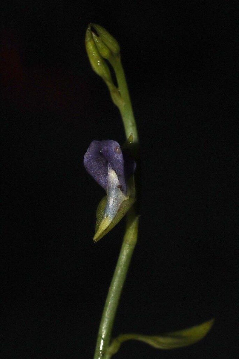 Utricularia polygaloides photo 3