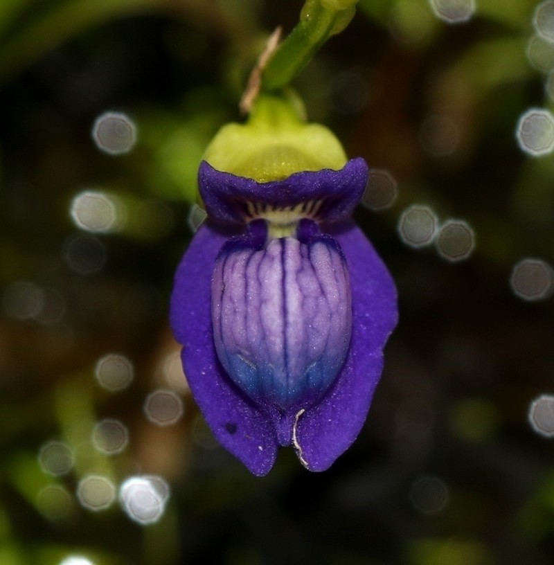 Utricularia polygaloides photo 4