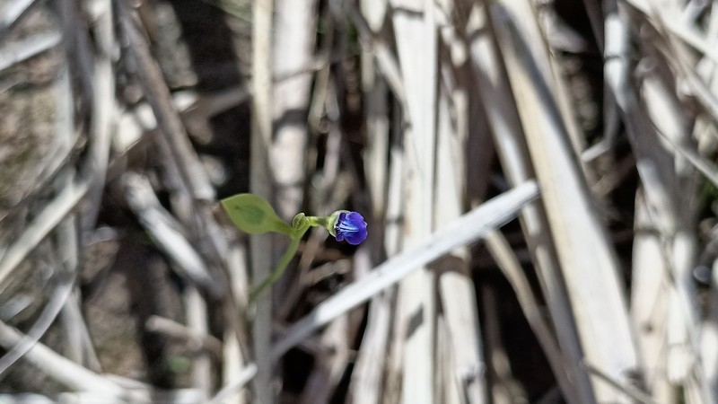 Utricularia polygaloides photo 5