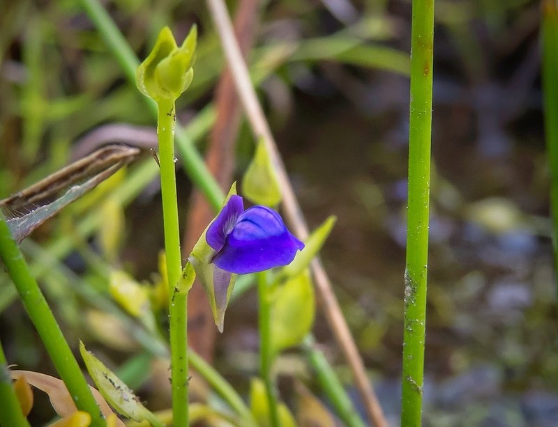 Utricularia polygaloides photo 6