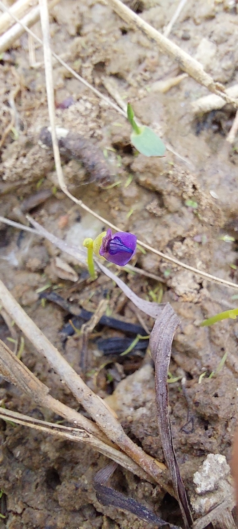 Utricularia polygaloides photo 7