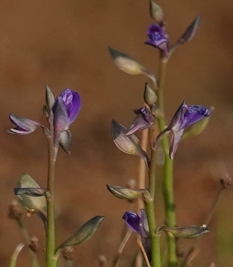 Utricularia polygaloides photo 8