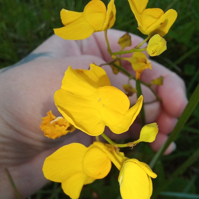 Utricularia praelonga photo 2