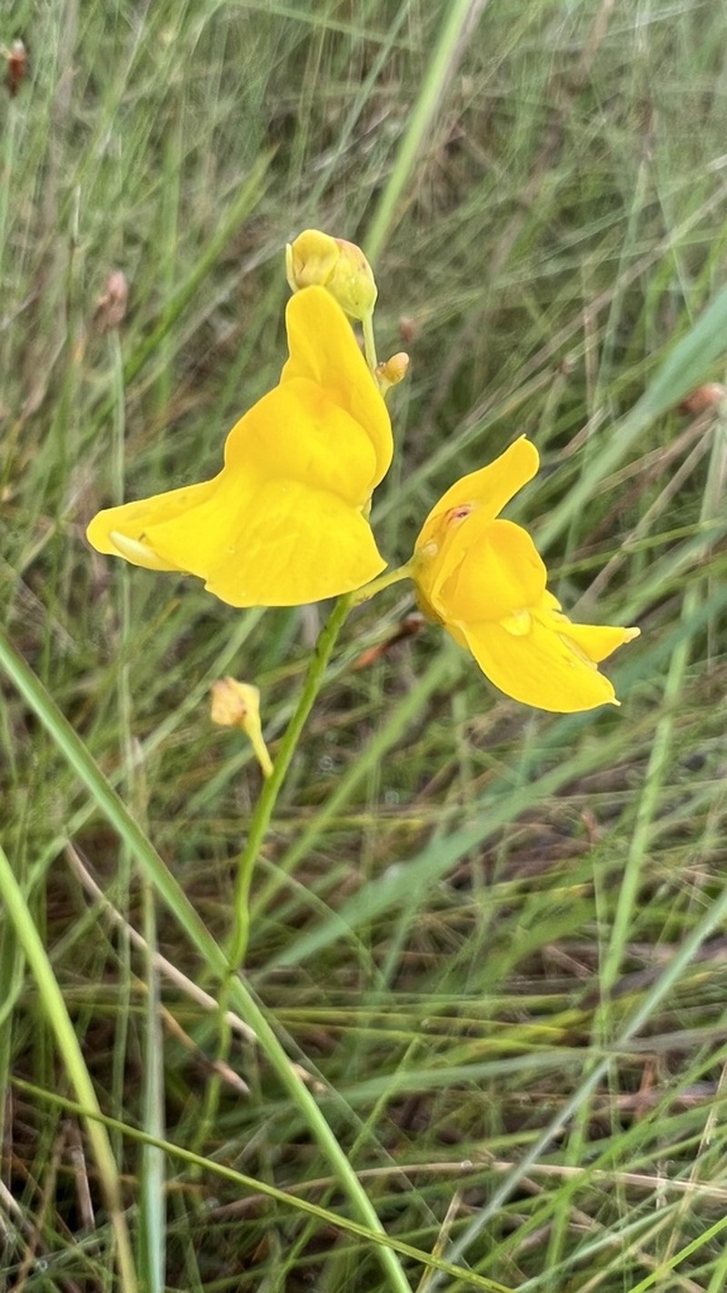 Utricularia praelonga photo 3