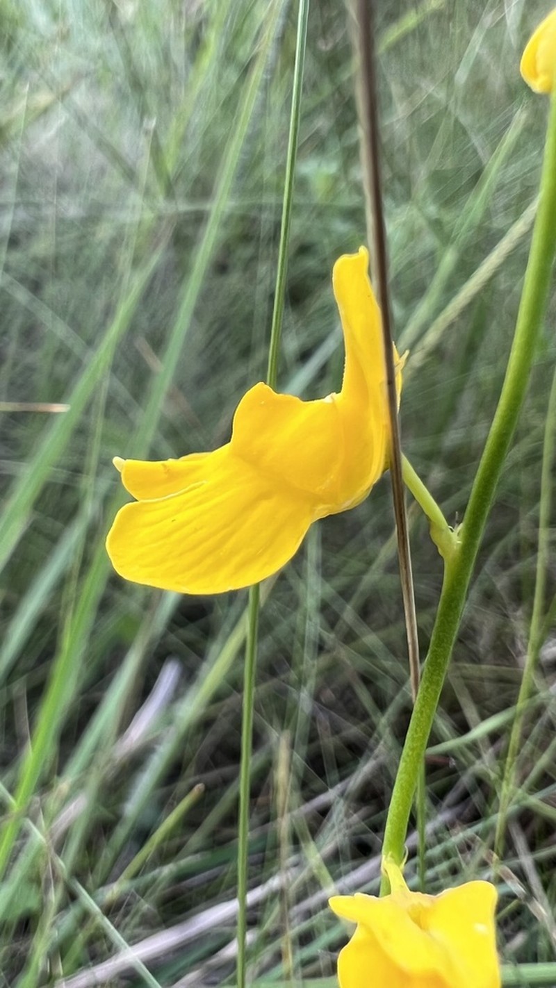 Utricularia praelonga photo 4