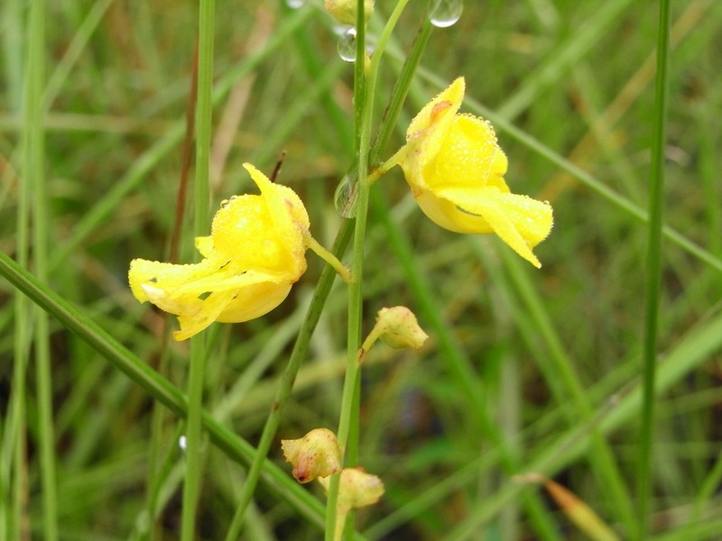 Utricularia praelonga photo 5