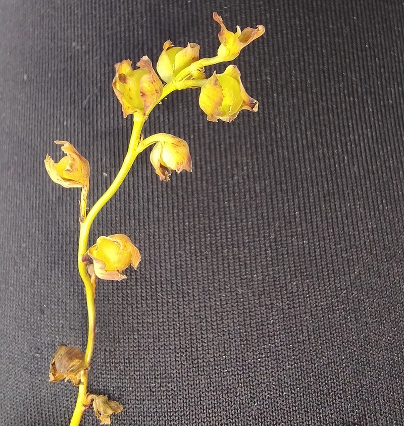 Utricularia praelonga photo 6